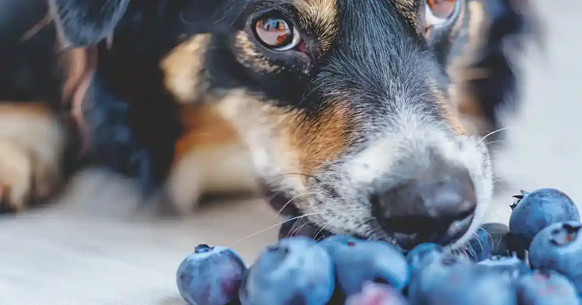 Comprehensive Guide to Are Blueberries Good for Dogs? Benefits and Precautions