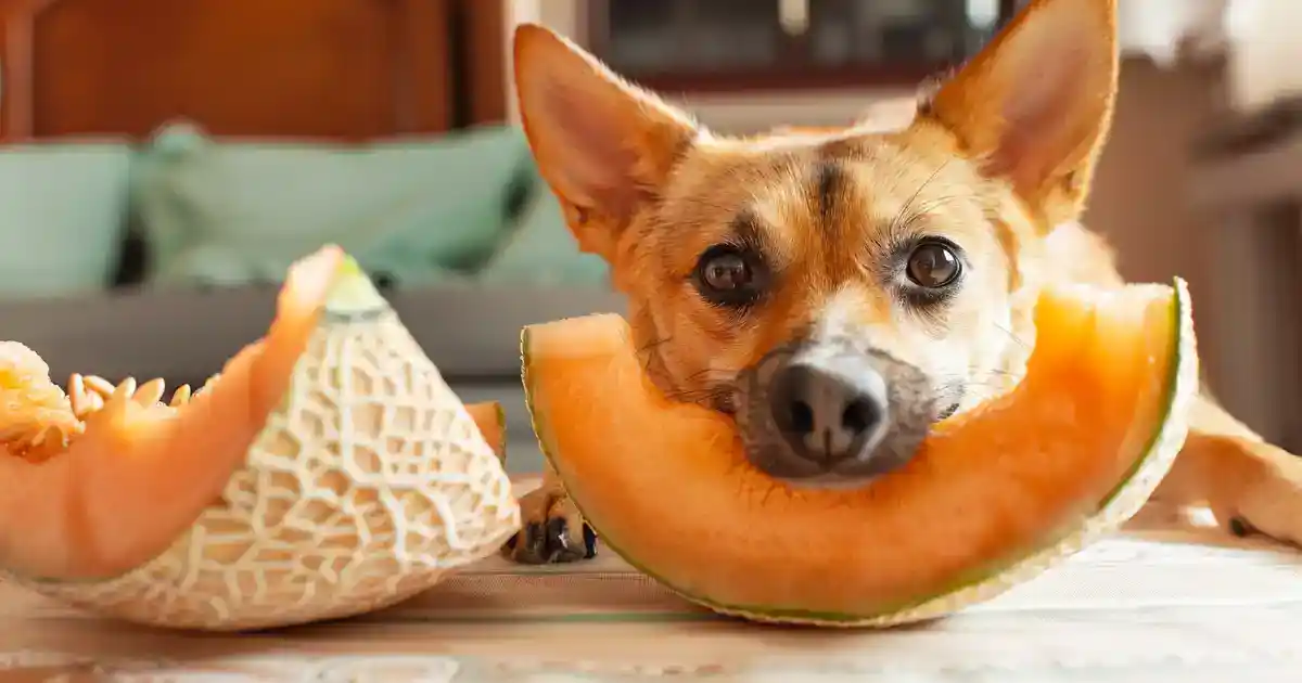 Definitive Guide to Can Dogs Eat Cantaloupe? Discover the Surprising Answer Here