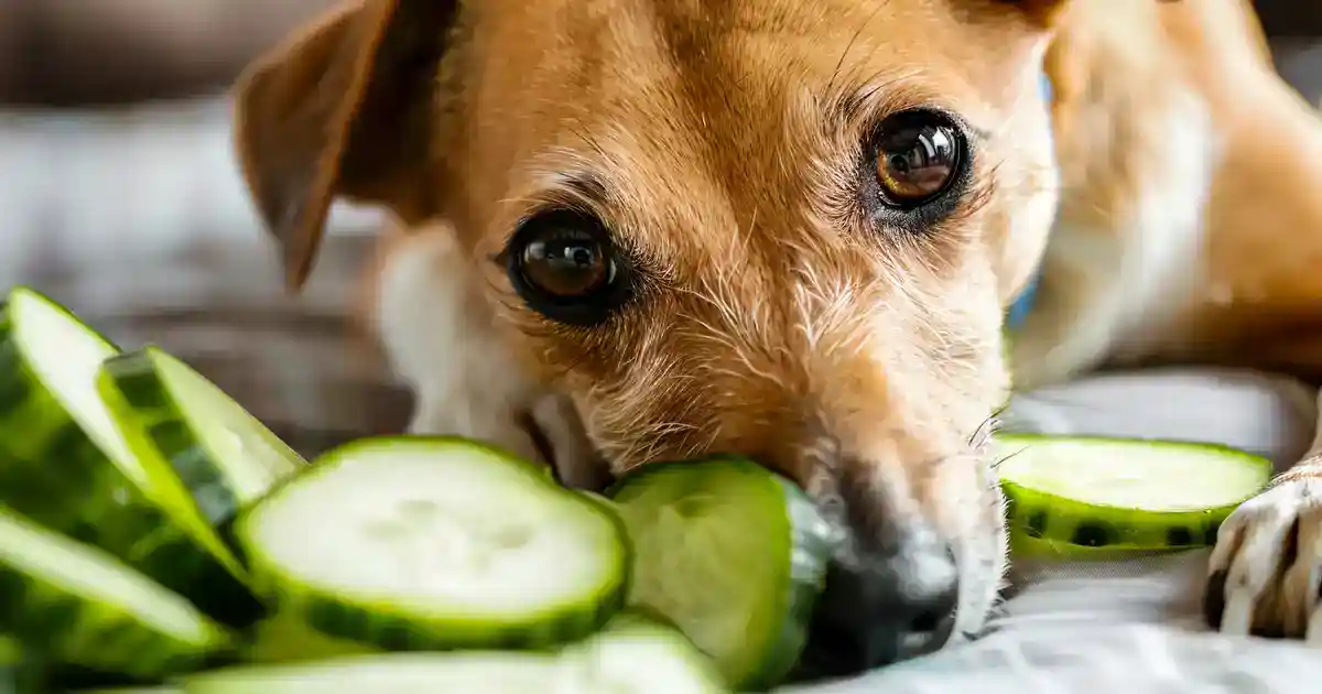 Definitive Guide to Can Dogs Eat Cucumbers? Discover the Surprising Answer Here