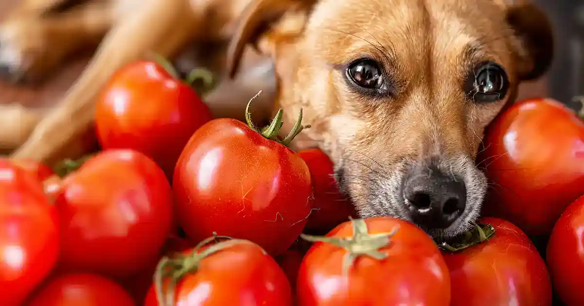 Essential Guide to Are Tomatoes Safe for Dogs? What You Need to Know