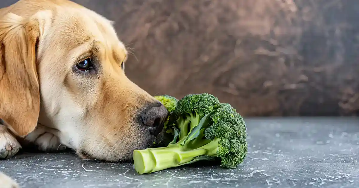 Essential Guide to Can Dogs Eat Broccoli? A Vet’s Guide to Safe Canine Diets