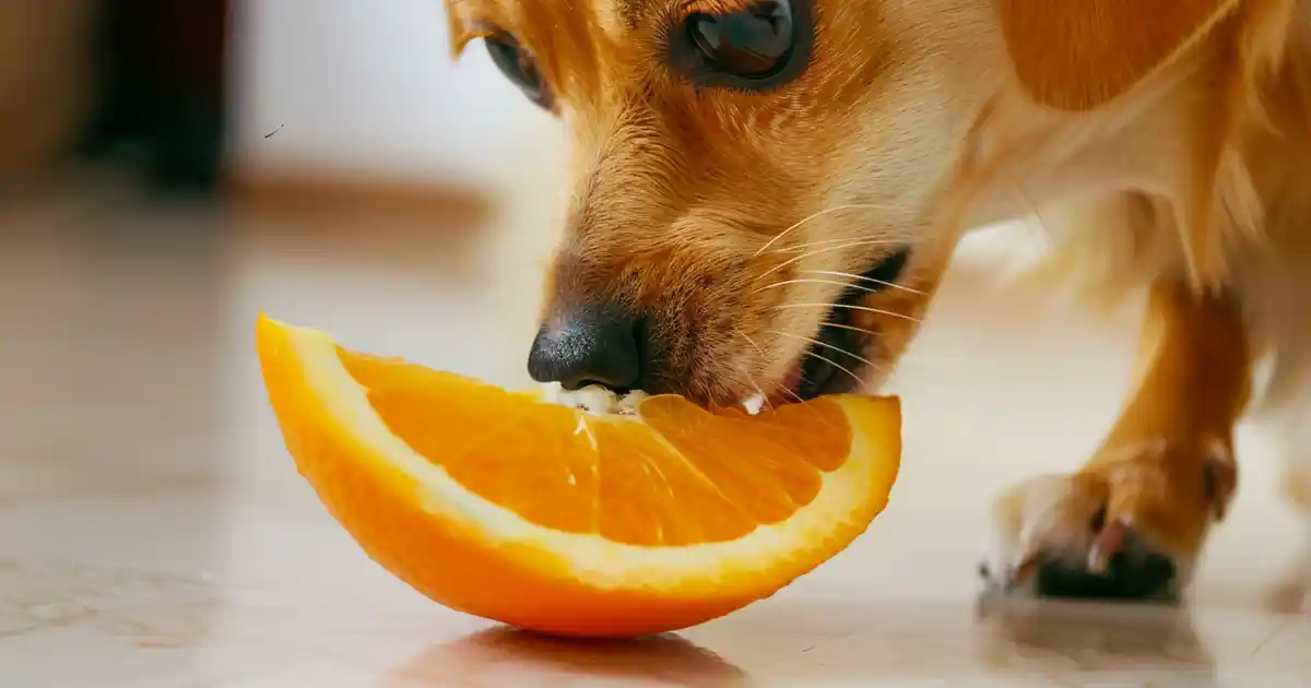 Expert Guide to Can Dogs Eat Oranges? A Vet’s Guide to Fruity Treats