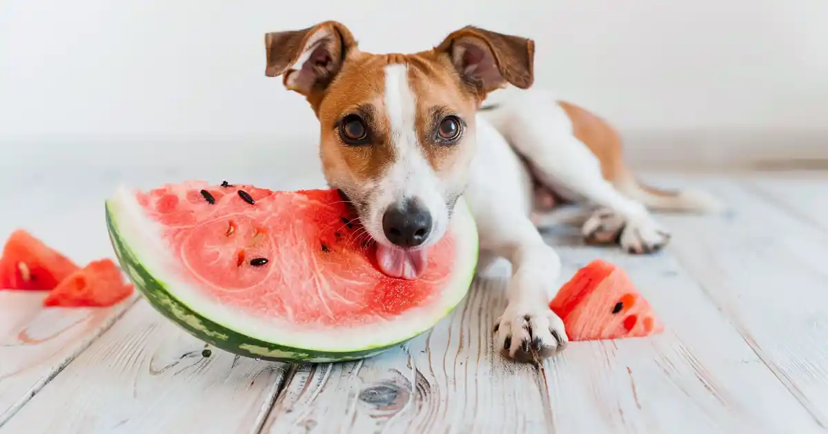 Proven Guide to Discover: Can Dogs Eat Watermelon? (Top Facts & Tips)