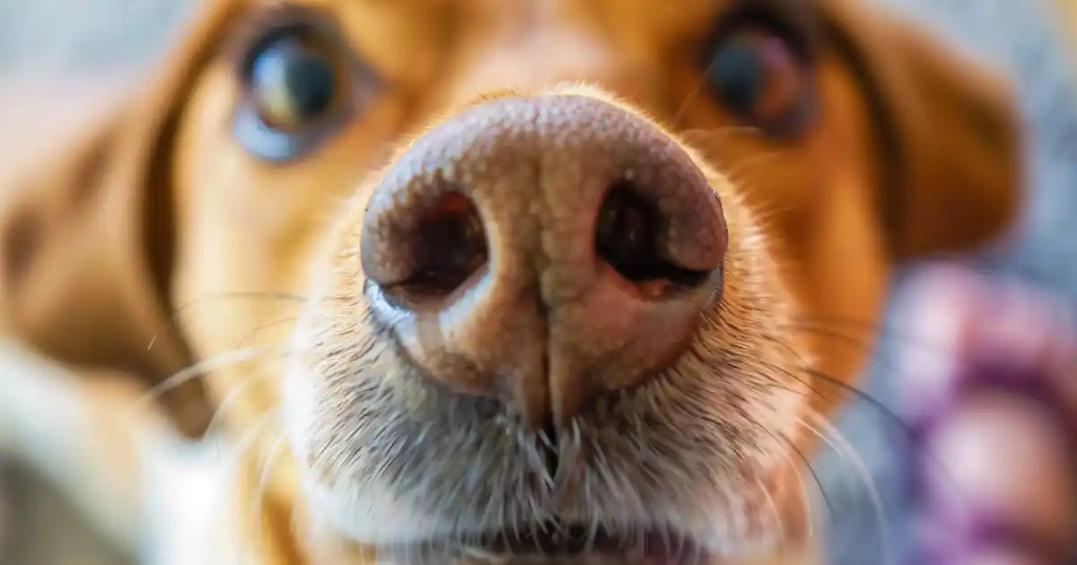 Proven Guide to Uncovering the Fascinating Reasons Why Dogs Lick You