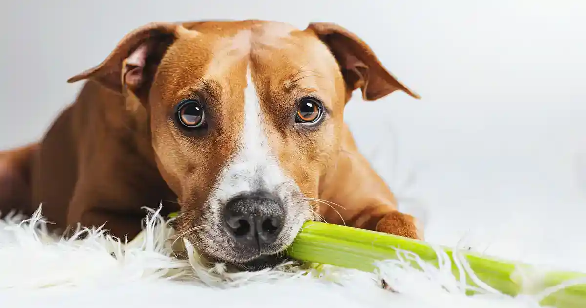 Ultimate Guide to Can Dogs Eat Celery? A Vet’s Guide to Safe Canine Snacking