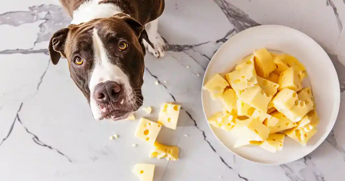 Ultimate Guide to Discover the Truth: Can Dogs Eat Cheese?