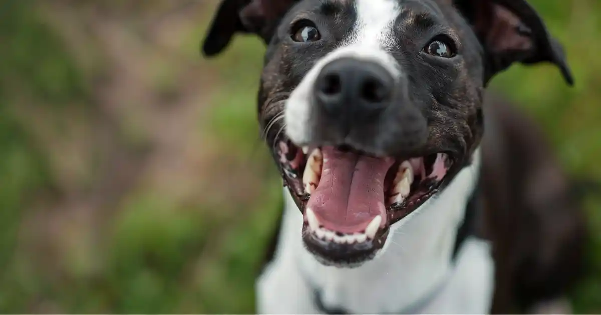The Complete Guide to Dog Teeth (Everything You Need to Know About Your Pup’s Pearly Whites!)