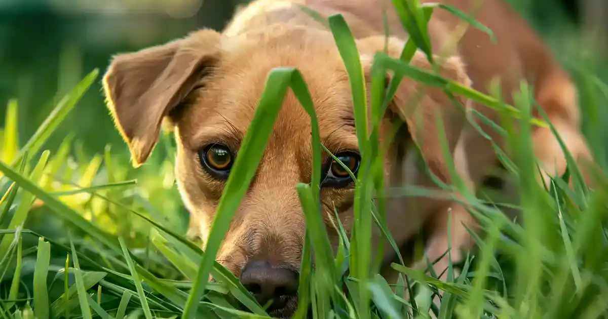 Why Do Dogs Eat Grass? The Complete Guide Every Dog Owner Needs (Mystery Explained!)