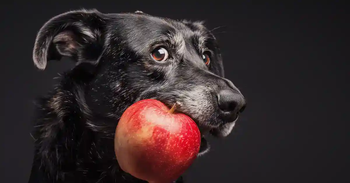 Comprehensive Guide to Are Apples Good for Dogs (Sweet Benefits & Safety Tips!)