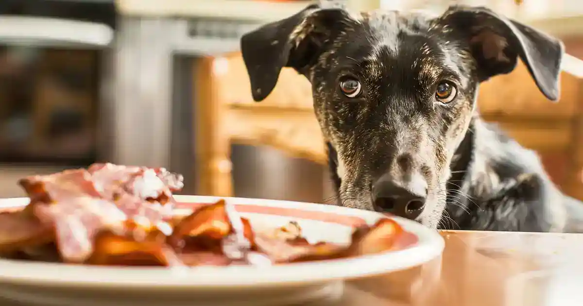 The Comprehensive Guide to Can Dogs Eat Bacon (What Every Dog Owner Needs to Know!)