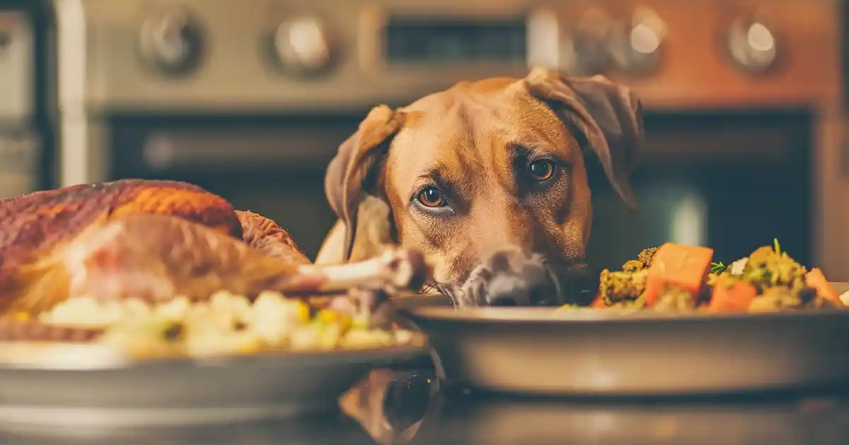 Comprehensive Guide to Can Dogs Eat Turkey (Safe Holiday Sharing for Pet Parents!)