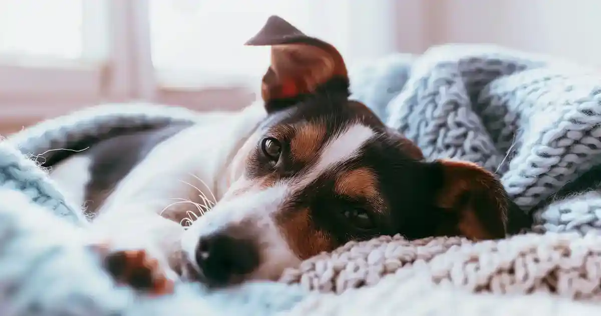 The Ultimate “Who Let the Dogs Out” Story (That Every Dog Parent Should Know!)