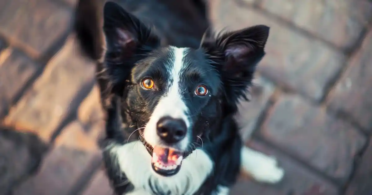 Do Dogs Sweat? The Definitive Guide Every Dog Owner Needs (Cooling Mystery Solved!)