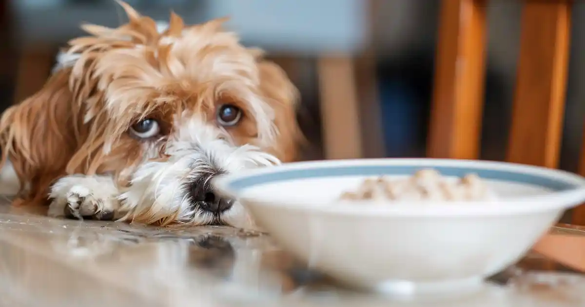 Can Dogs Eat Oatmeal? The Essential Guide Every Dog Owner Needs (Plus Safe Recipes!)