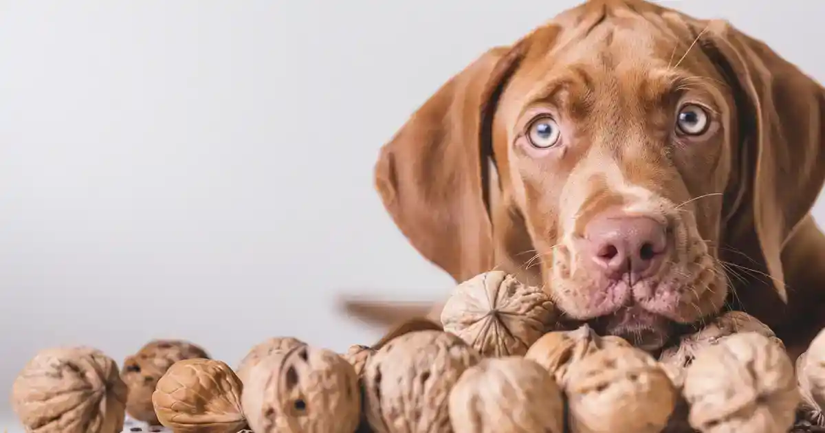 The Essential Guide to Can Dogs Eat Walnuts (Critical Safety Information!)