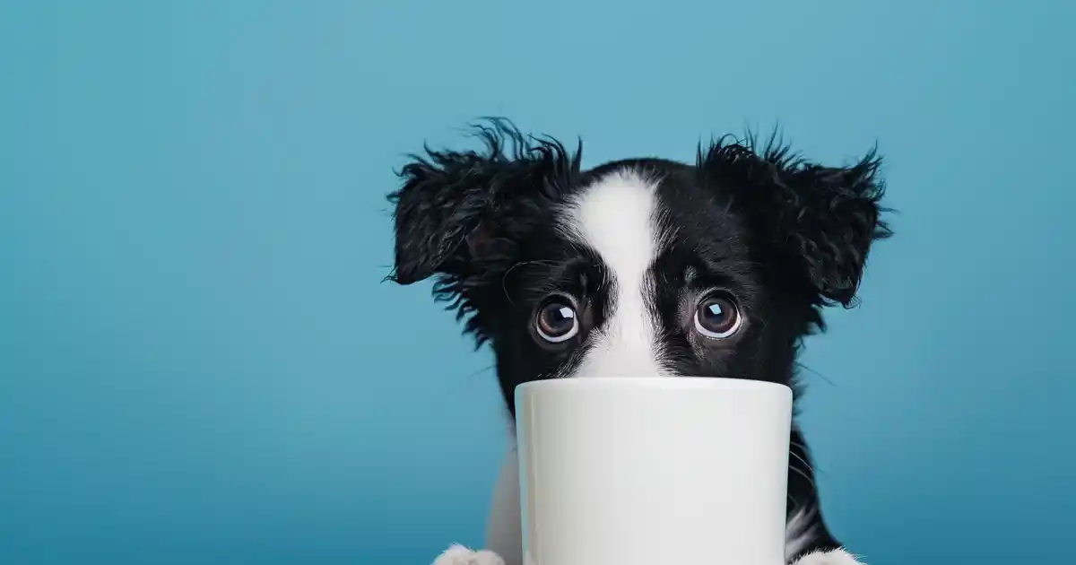 Can Dogs Have Milk? The Complete Guide Every Dog Owner Needs (Before Your Pup’s Next Dairy Craving!)
