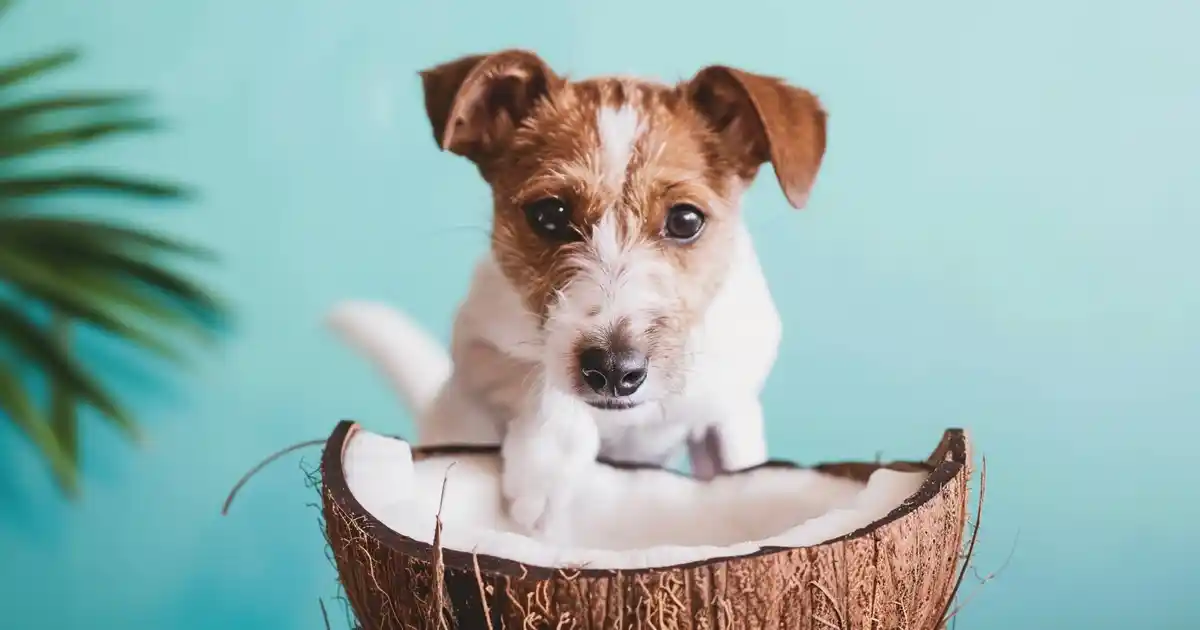 Is Coconut Oil Good for Dogs? The Essential Guide Every Dog Owner Needs (Facts vs. Hype!)