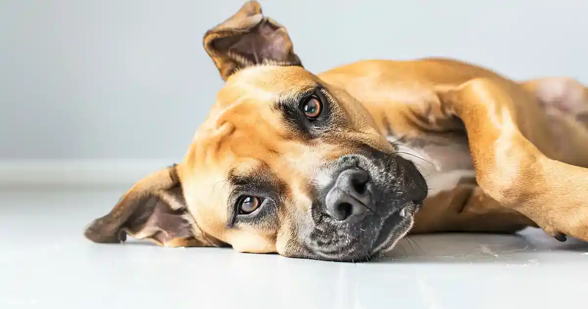How Often Do Dogs Go Into Heat? The Expert Guide Every Dog Owner Needs (Cycle Timing Decoded!)