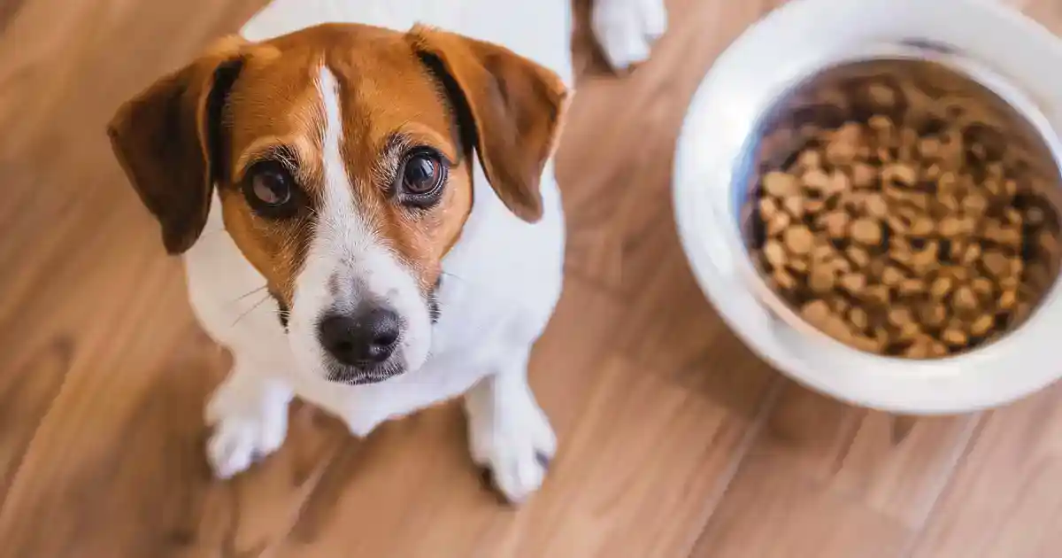 The Proven Guide to Can Dogs Eat Cat Food (Everything Pet Parents Must Know!)