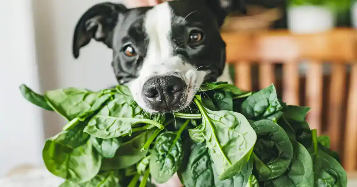 The Ultimate Guide: Can Dogs Eat Spinach Safely?