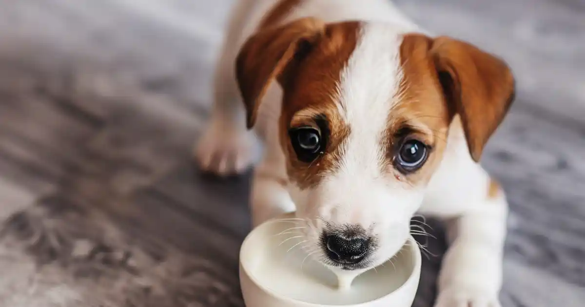 The Ultimate Guide to Can Dogs Safely Drink Milk? Expert Answers