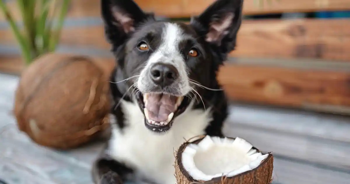 The Ultimate Guide to Dogs and Coconut: Vet-approved Tips (Safe or Not?)