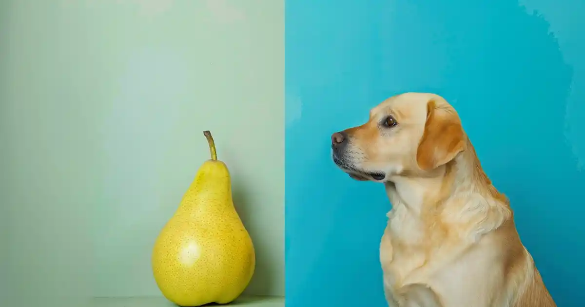Ultimate Guide to Can Dogs Eat Pears (Sweet Benefits & Essential Safety Tips!)