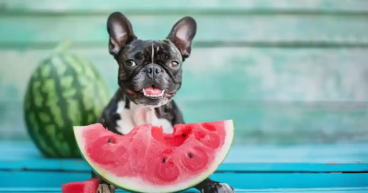 The Ultimate Guide to Watermelon for Dogs (Yes, It’s Actually Amazing for Them!)