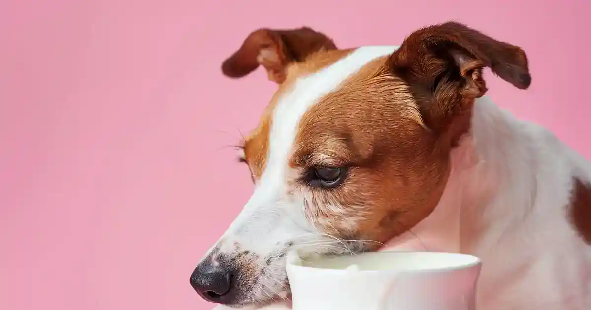 Unraveling the Truth: Can Dogs Eat Yogurt Safely?
