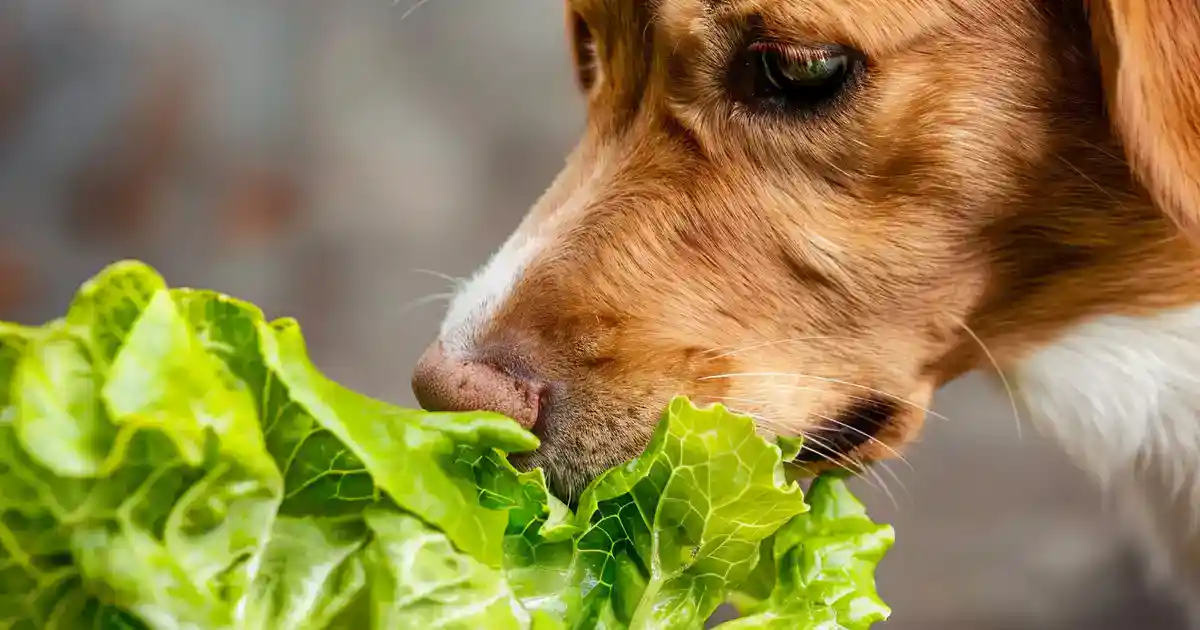 Your Ultimate Guide: Can Dogs Eat Lettuce? (Safety, Benefits & Best Practices)