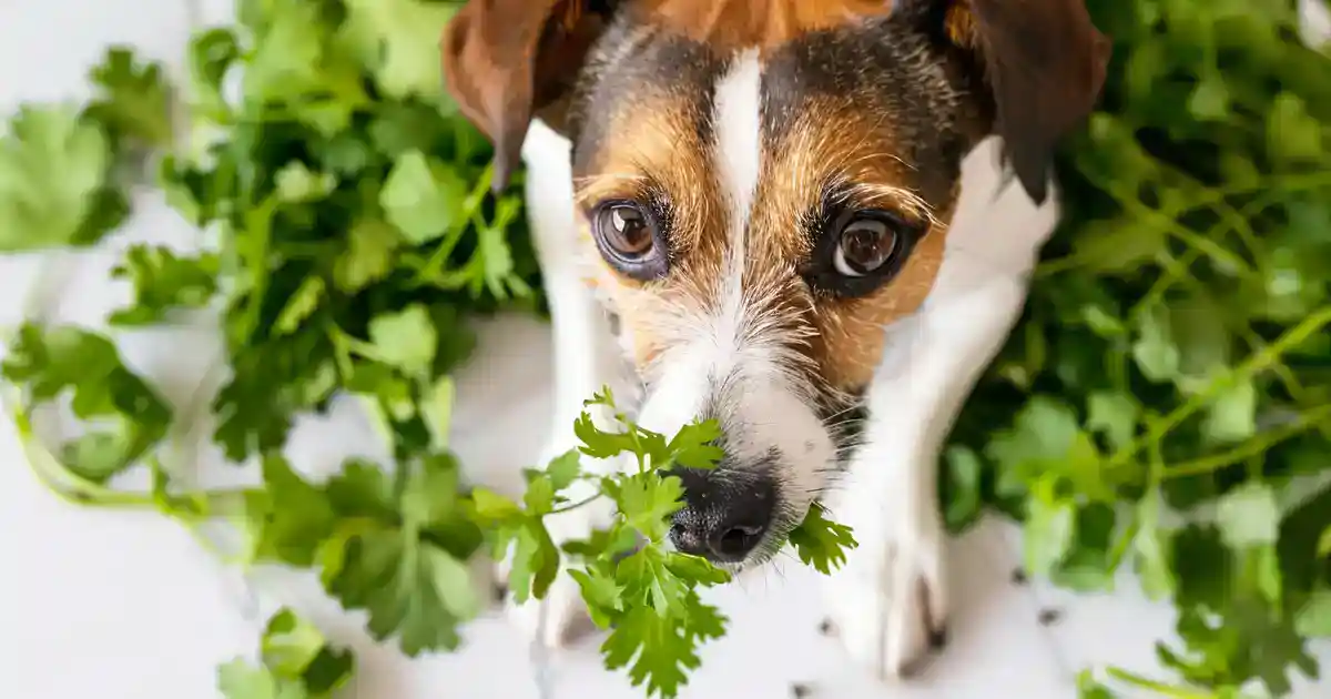 Discover the Truth: Can Dogs Safely Eat Cilantro? (The Complete Guide Every Dog Parent Needs!)