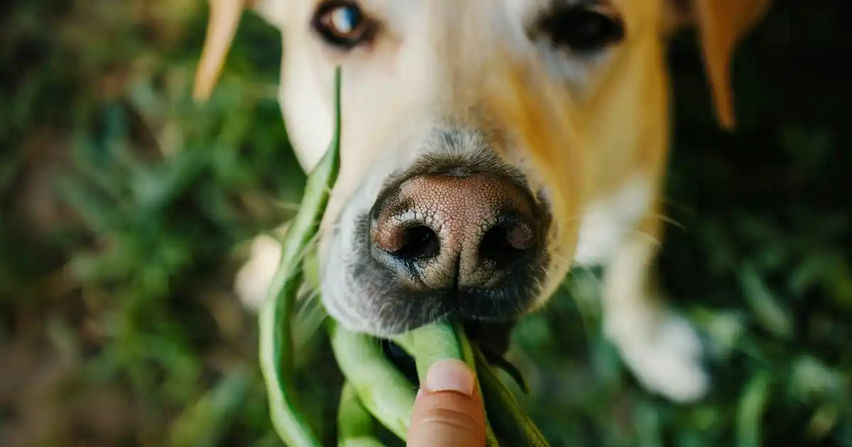 Doggy Delight: The Ultimate Benefits of Green Beans for Dogs (Your Complete Nutrition Guide!)