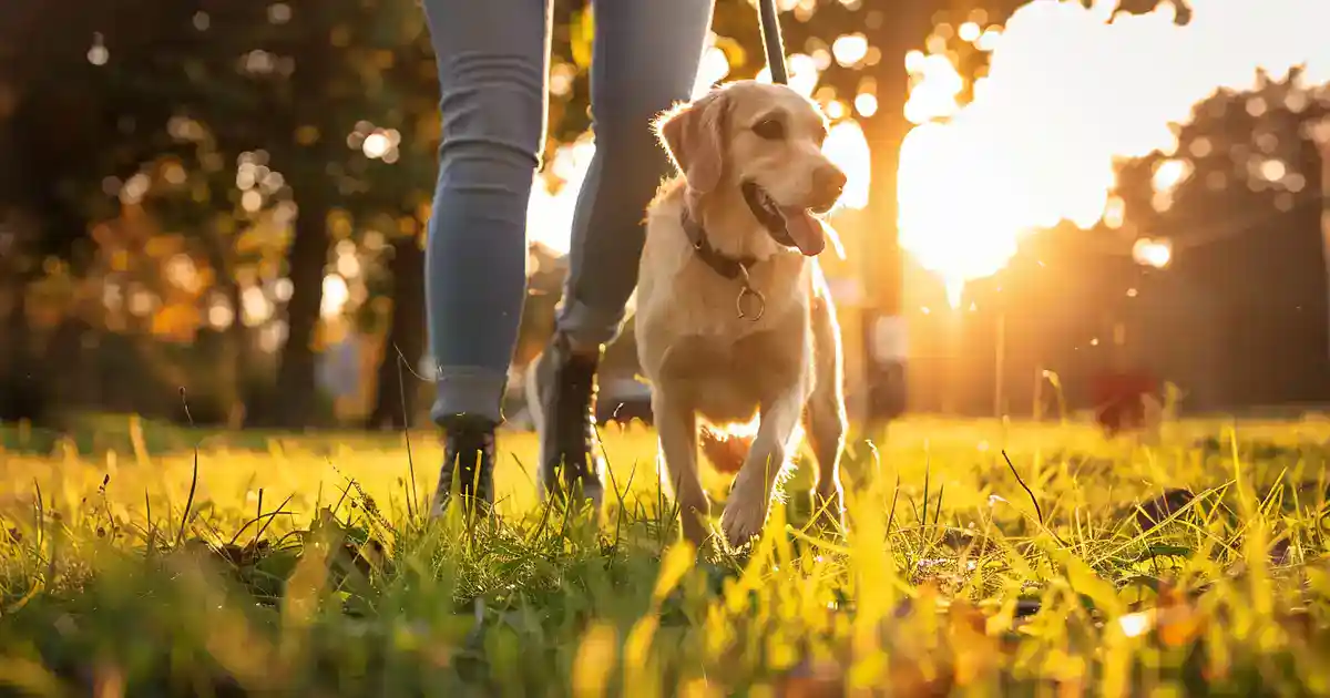 Embark on an Emotional Adventure: A Dog’s Journey Unleashed (Understanding Canine Life Stages and Transitions)