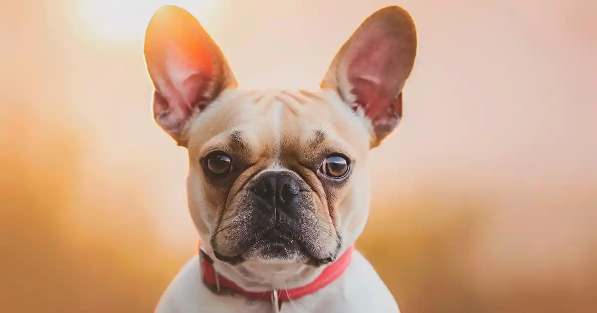 Unveiling the Truth: Can Dogs Eat Brussels Sprouts? (Your Complete Guide to This Controversial Veggie!)
