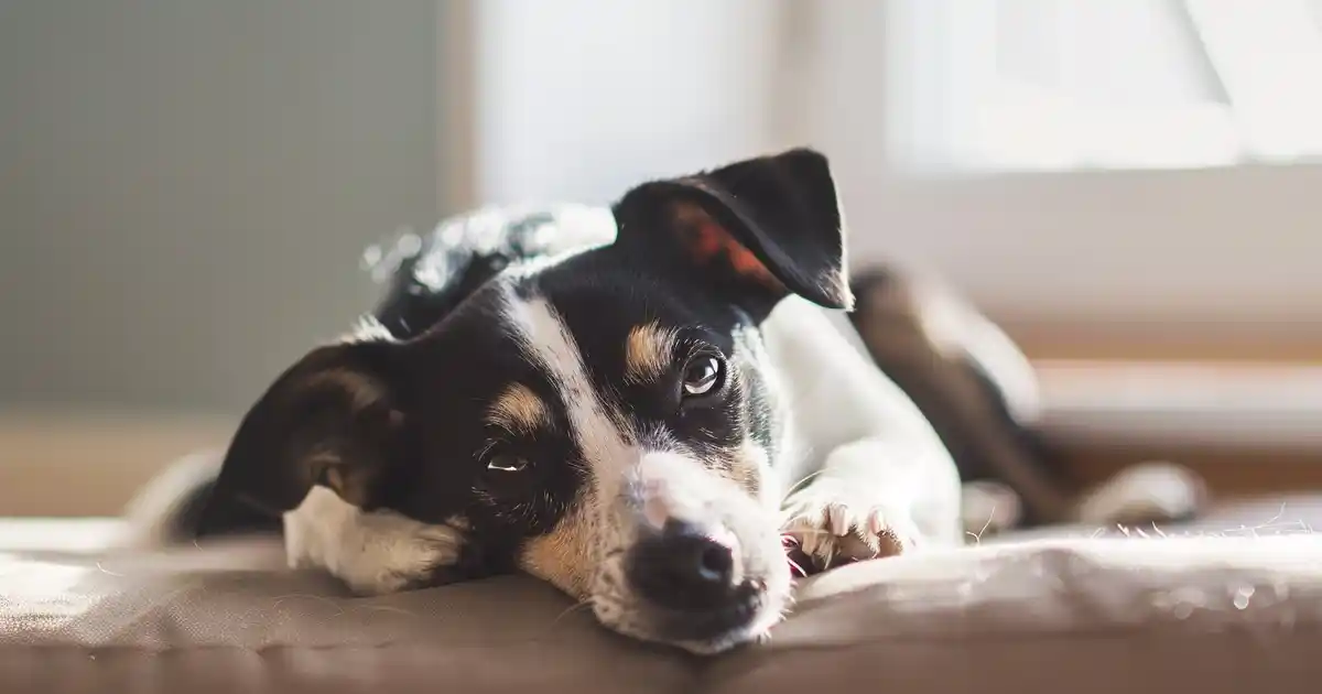 The Complete Guide to Dog Benadryl Safety (Without the Confusion or Worry!)