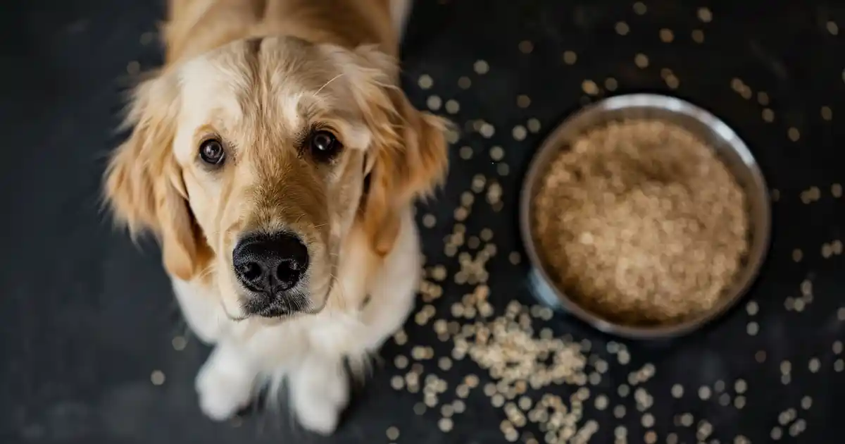 Perfect Can Dogs Eat Quinoa Recipe: Safe & Delicious Bowls (Your Pup Will Go Crazy For These!)