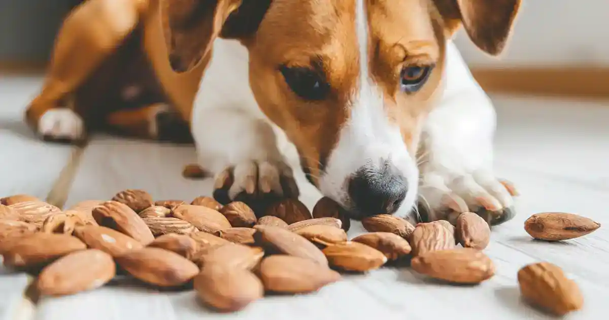 The Ultimate Are Almonds Bad for Dogs Guide (What Every Pet Parent Needs to Know!)