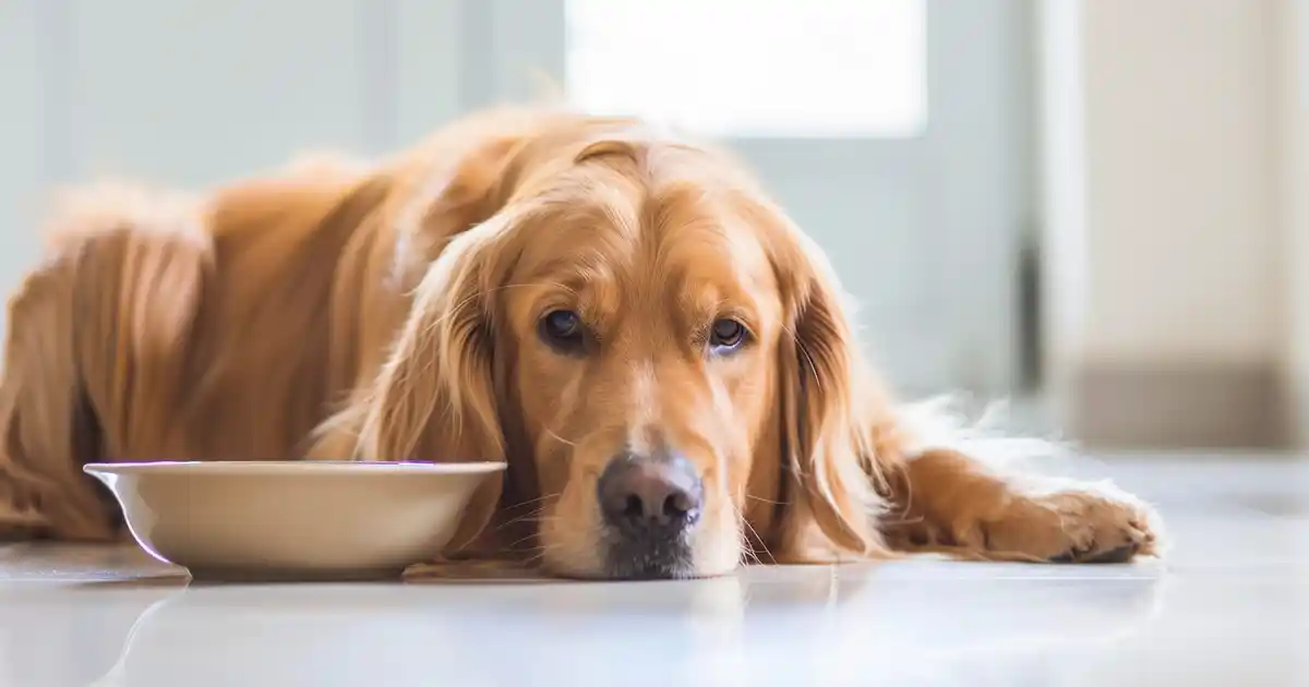 The Ultimate Can Dogs Eat Applesauce Guide (The Hidden Dangers You Need to Know!)