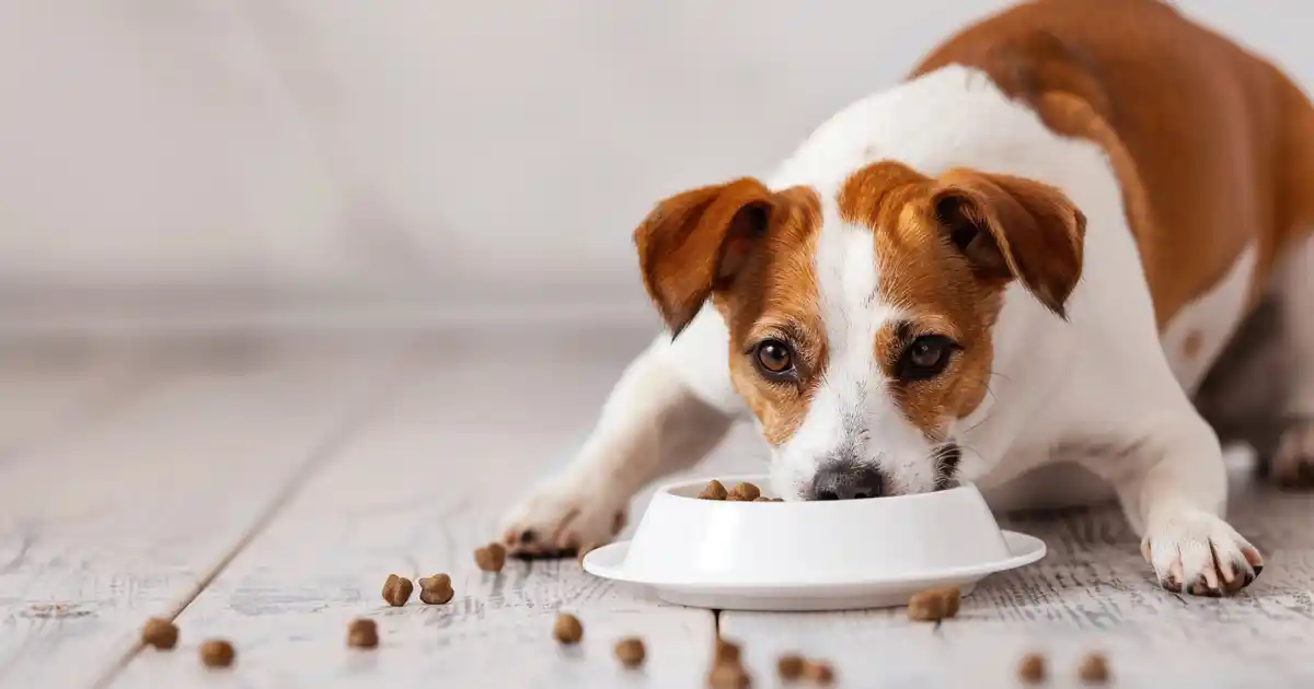 The Ultimate Can Dogs Eat Chickpeas Guide (Without the Legume Confusion!)