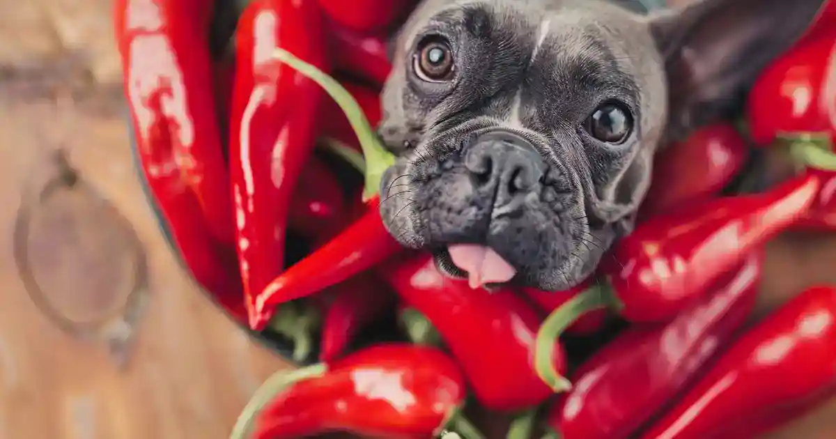 The Ultimate Can Dogs Eat Red Peppers Recipe Guide (Your Dog Will Actually Love These!)