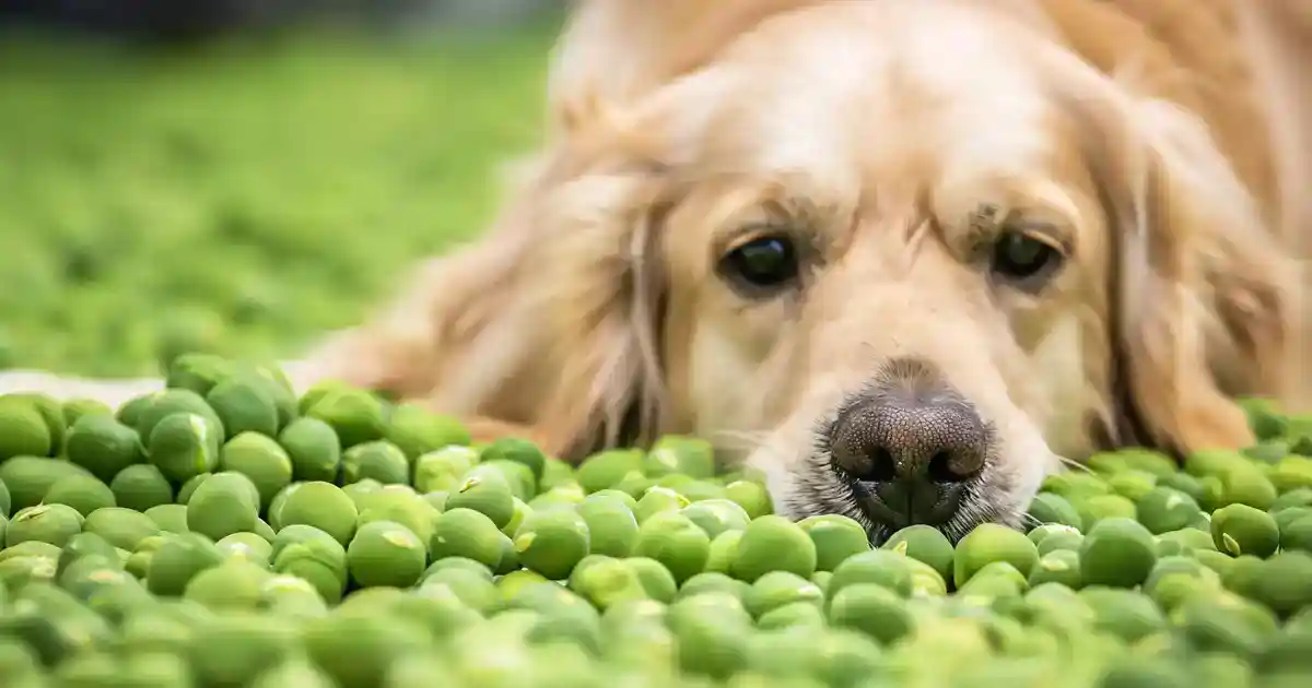 The Ultimate Guide: Are Peas Good for Dogs? (Everything You Need to Know About This Nutritious Treat!)