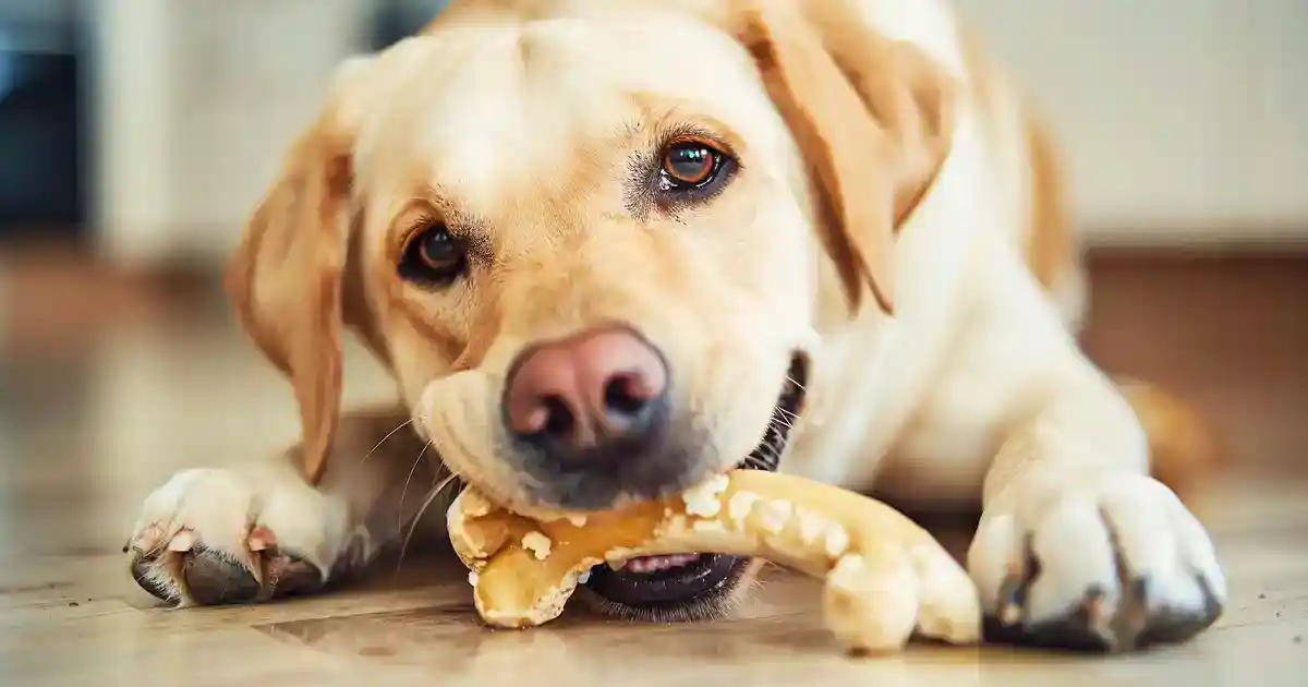 The Ultimate Guide: Can Dogs Eat Chicken Bones Safely? (What Every Dog Owner Needs to Know!)