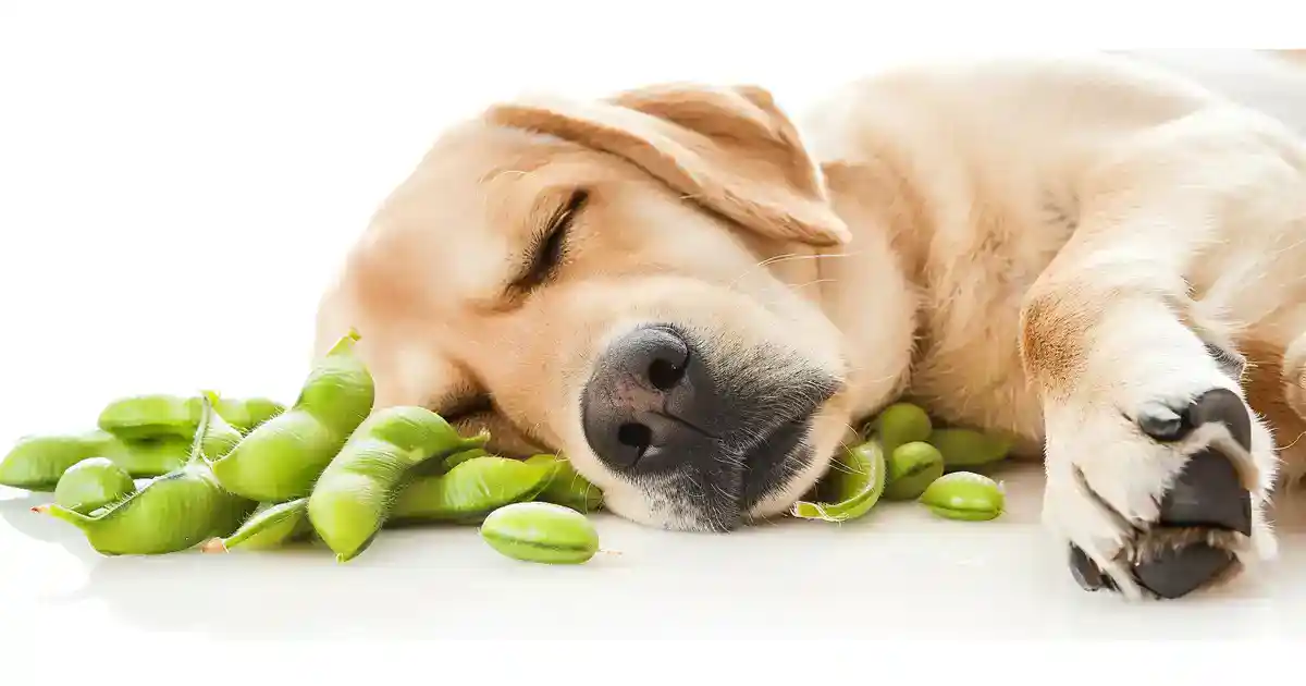 The Ultimate Guide: Can Dogs Eat Edamame (The Truth About This Protein-Packed Snack!)