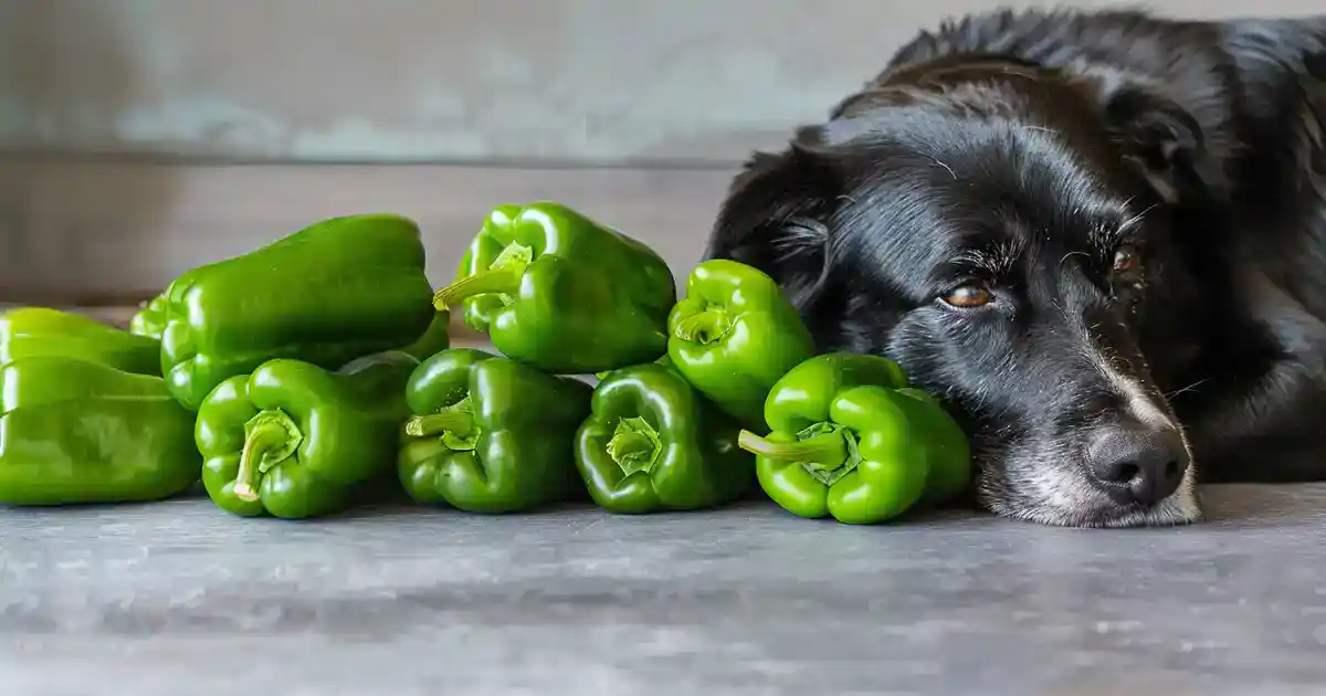 The Ultimate Guide: Can Dogs Eat Green Peppers (The Crunchy Veggie Your Pup Will Love!)