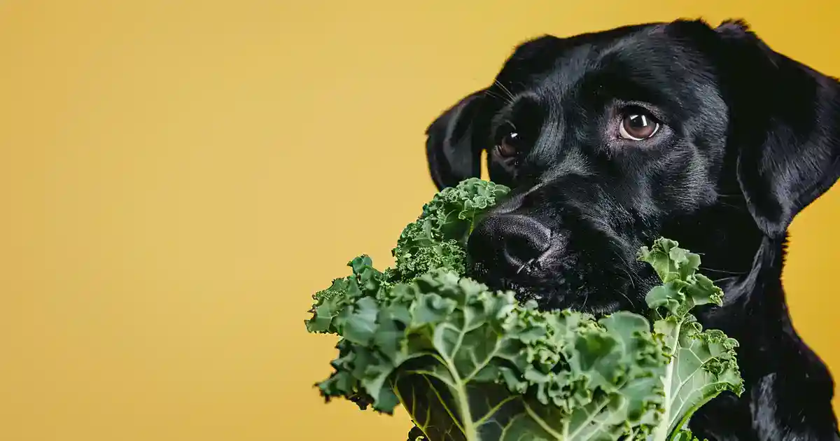 The Ultimate Guide: Can Dogs Eat Kale Safely? (What Science Really Says!)