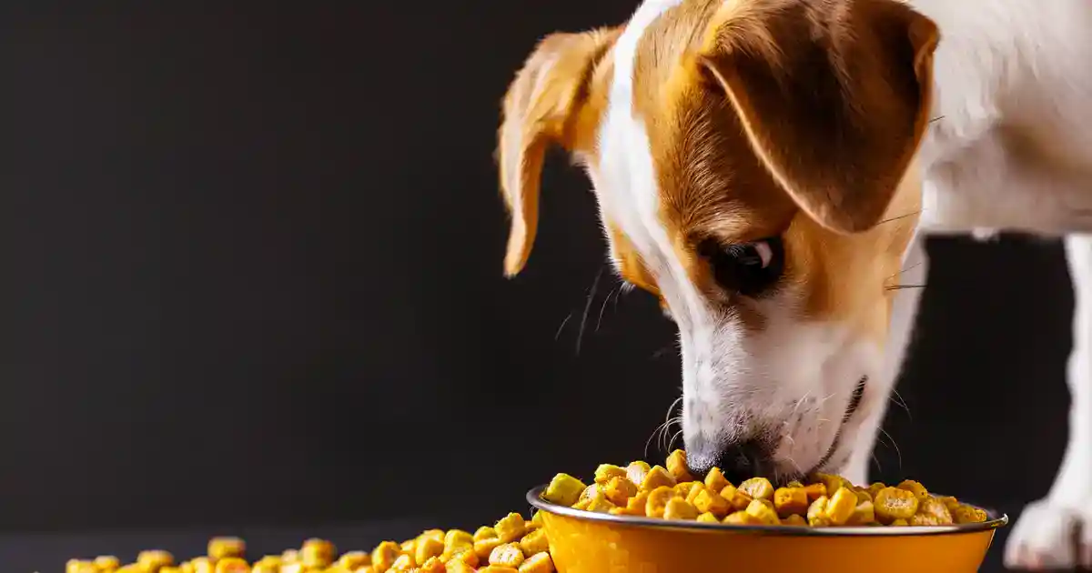 The Ultimate Guide: Can Dogs Eat Maize Safely? (Everything You Need to Know About Corn and Your Pup!)