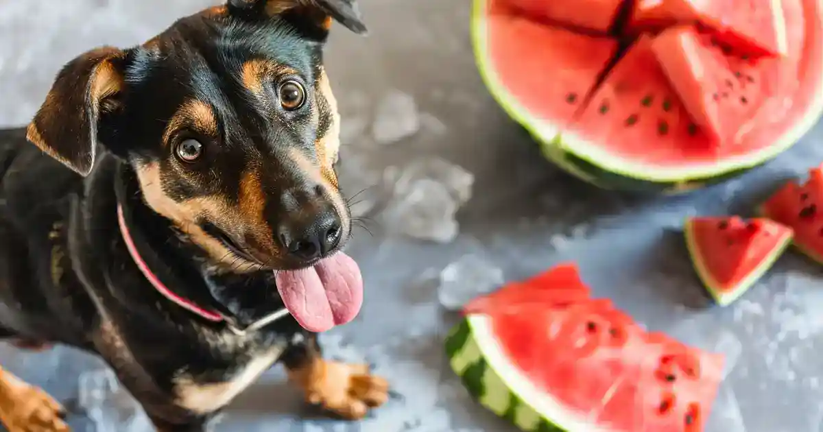 The Ultimate Guide: Can Dogs Eat Watermelon Rind? Safety Tips Unveiled (What You Really Need to Know!)