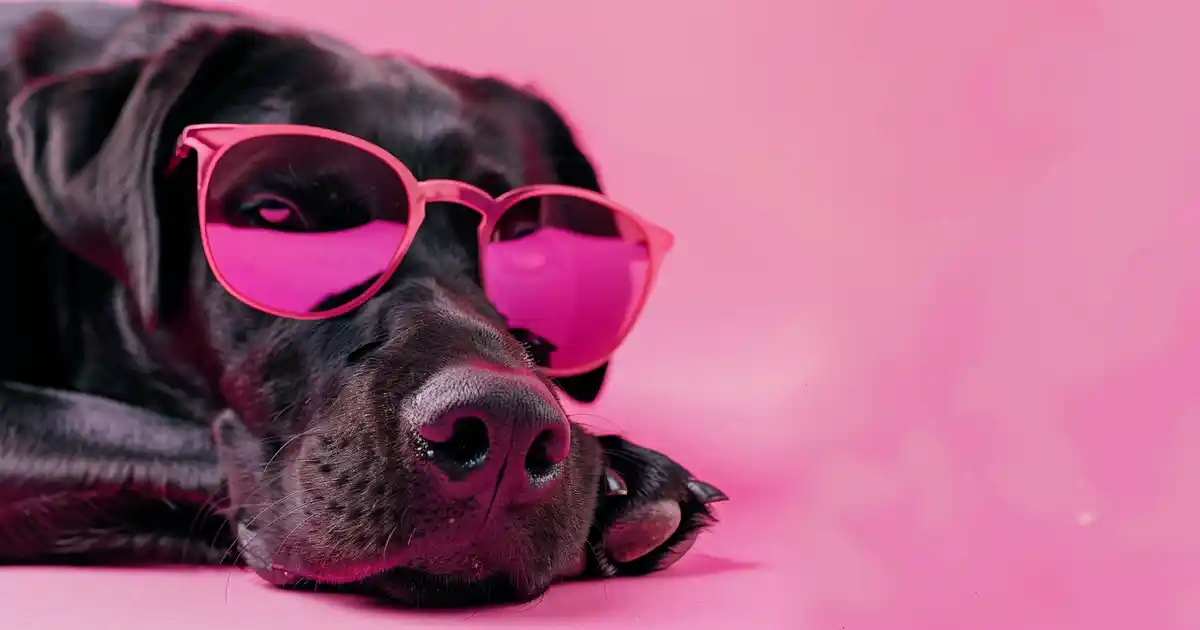 The Ultimate Guide: Can Dogs Get Pink Eye? Symptoms, Causes, and Treatments
