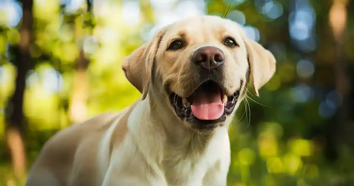 The Ultimate Guide: Can Dogs Have Down Syndrome? What You Need to Know