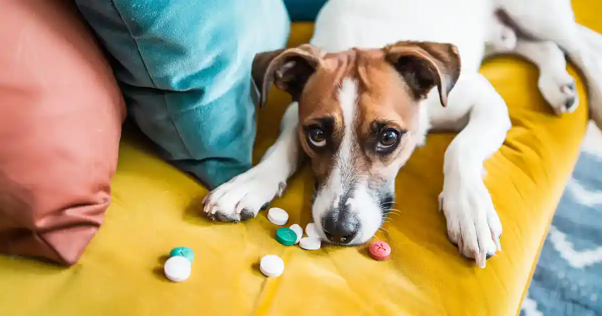 The Dangers of Giving Ibuprofen to Dogs: What You Need to Know (This Could Save Your Dog’s Life!)
